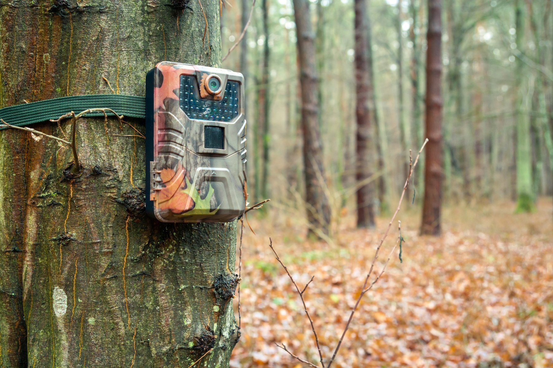 A photo trap on a tree in the forest