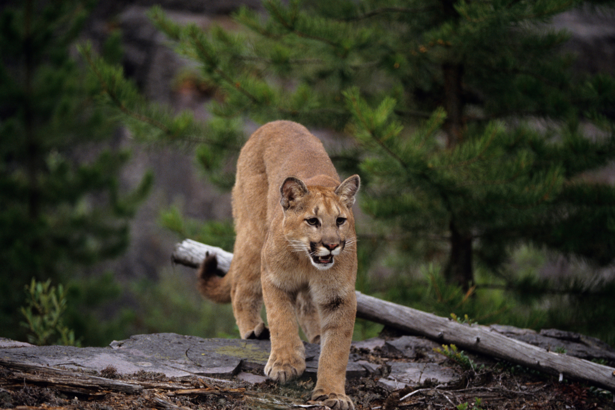 Cougar (Felis concolor) walking in woodland Summer, Montana, USA