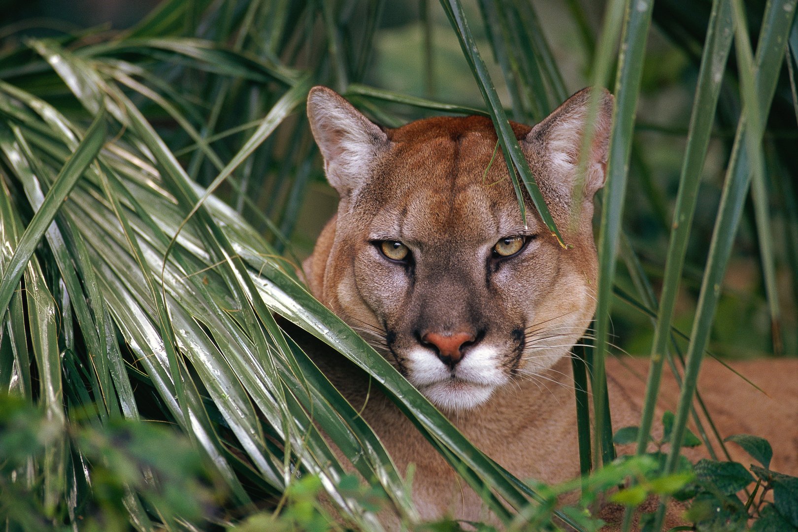 Cougar lying in tall grass